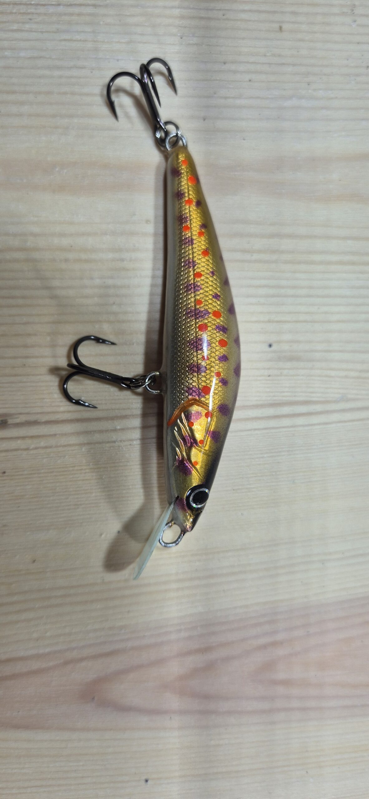 Gold Red Trout