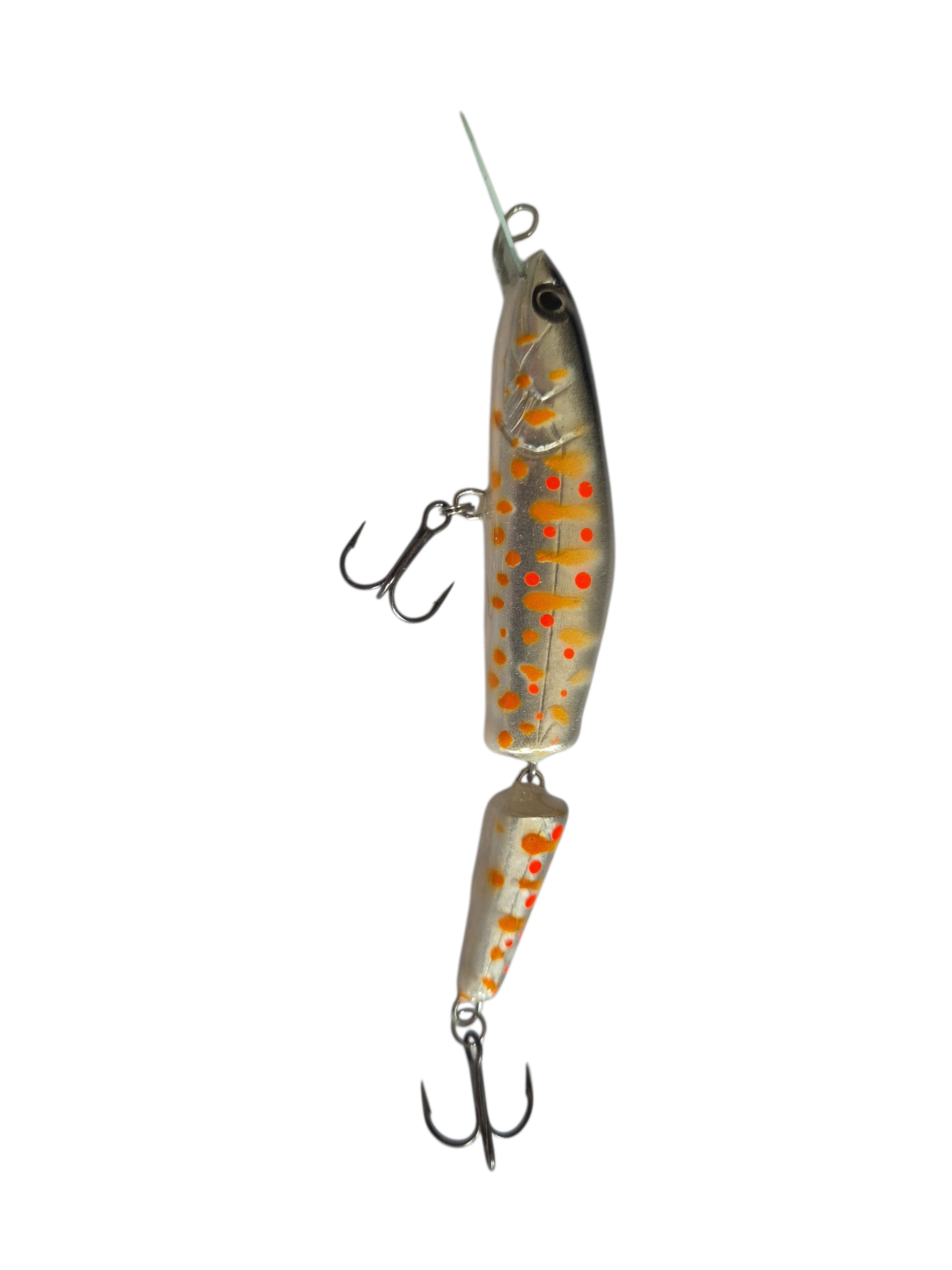 Silver Orange Trout