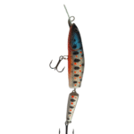 Blue Head Trout