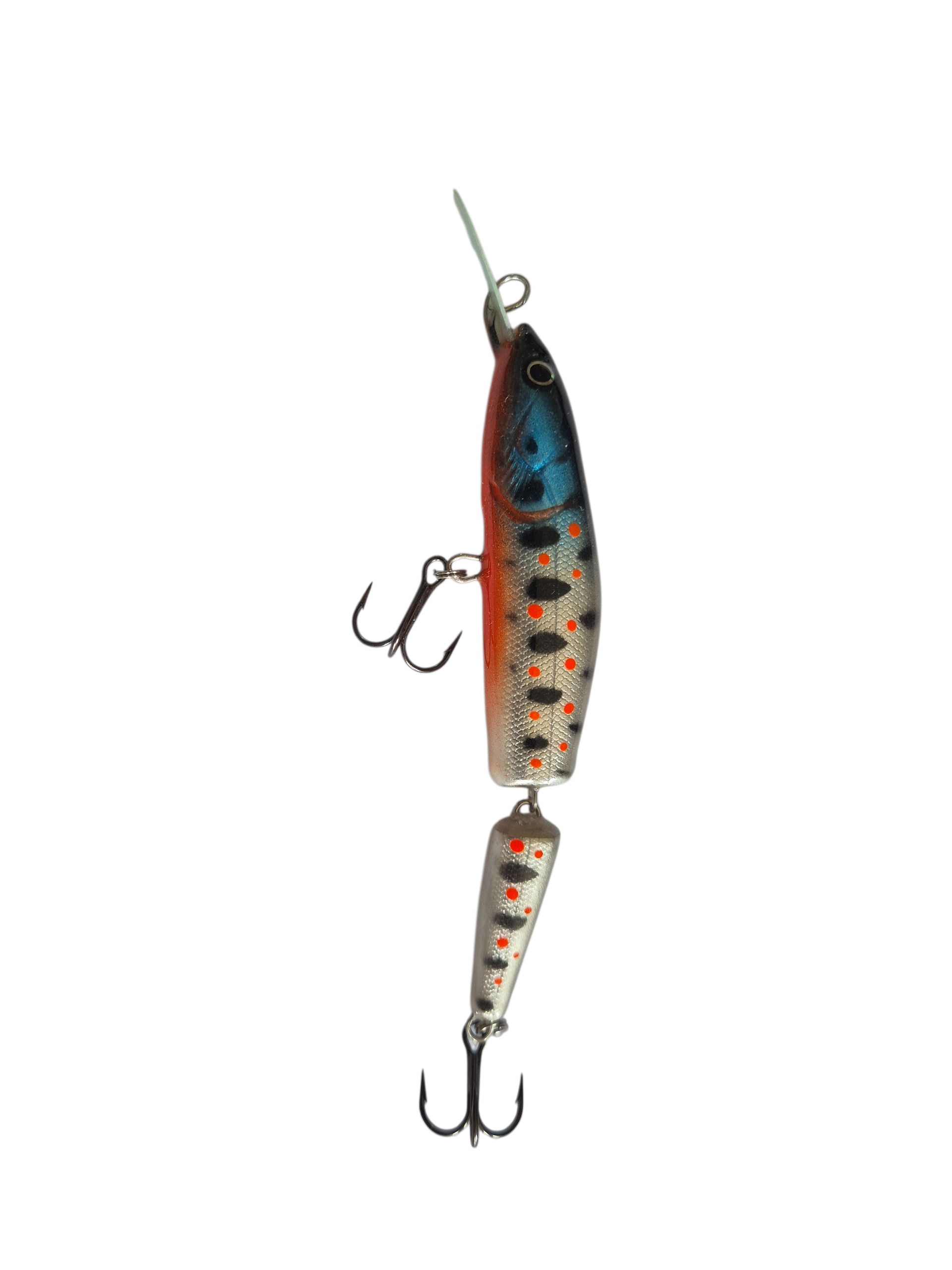 Blue Head Trout