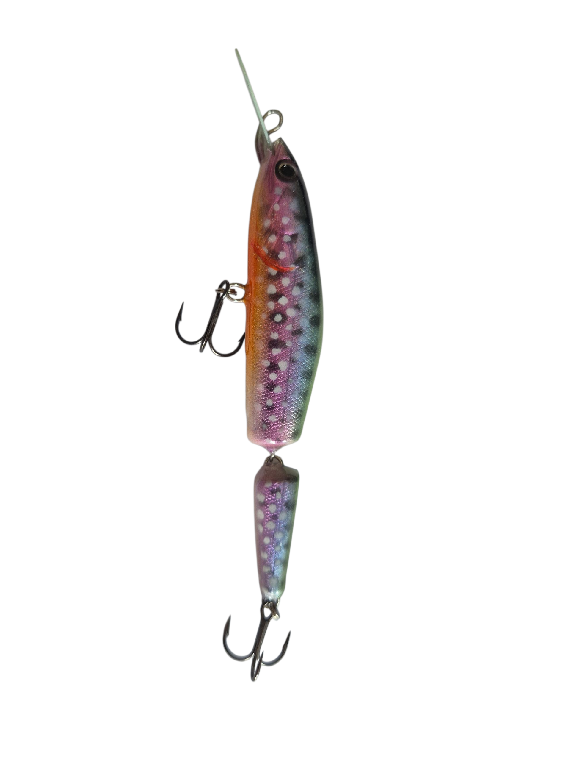 Rainbow Trout