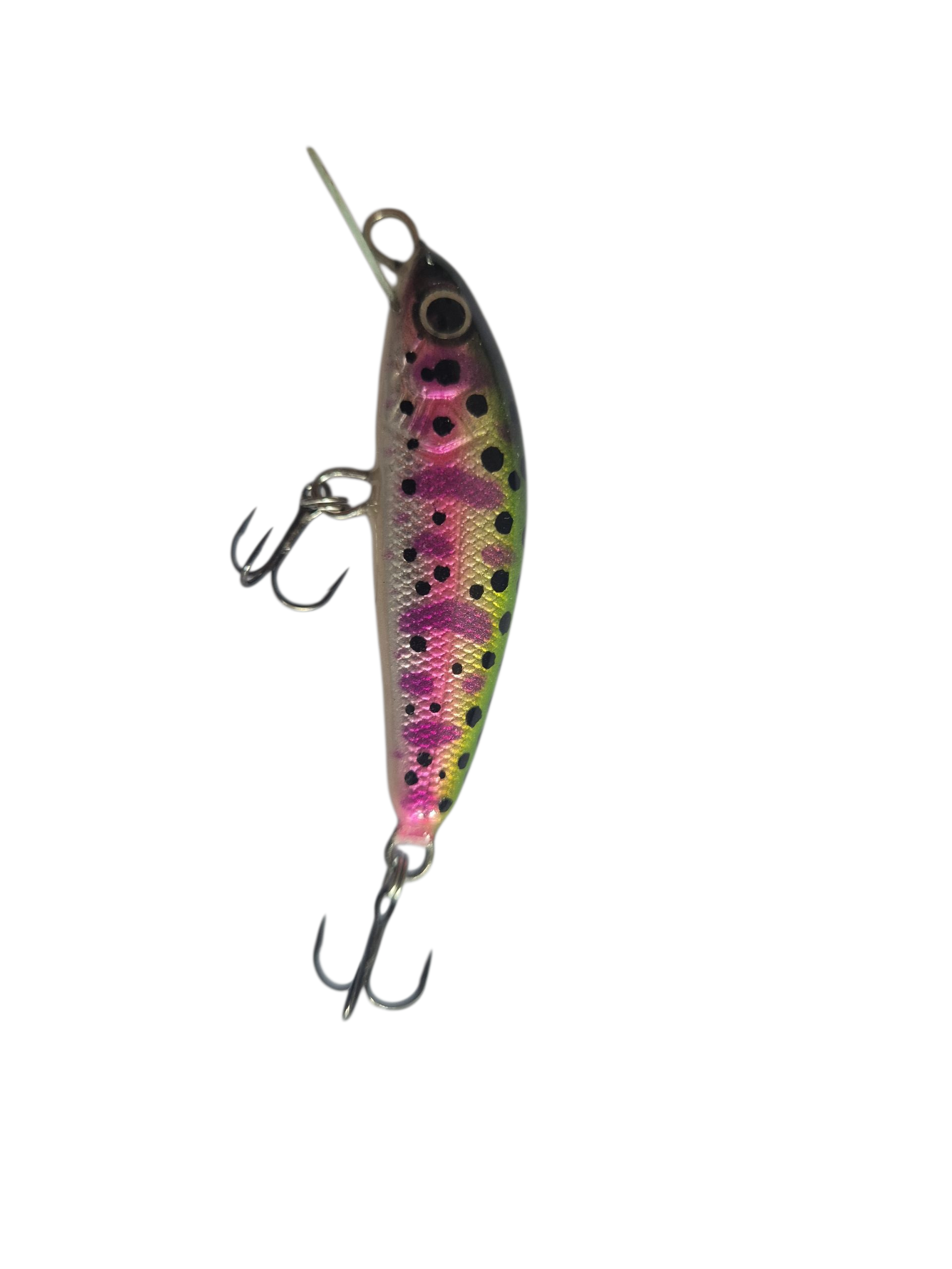 Rainbow Trout