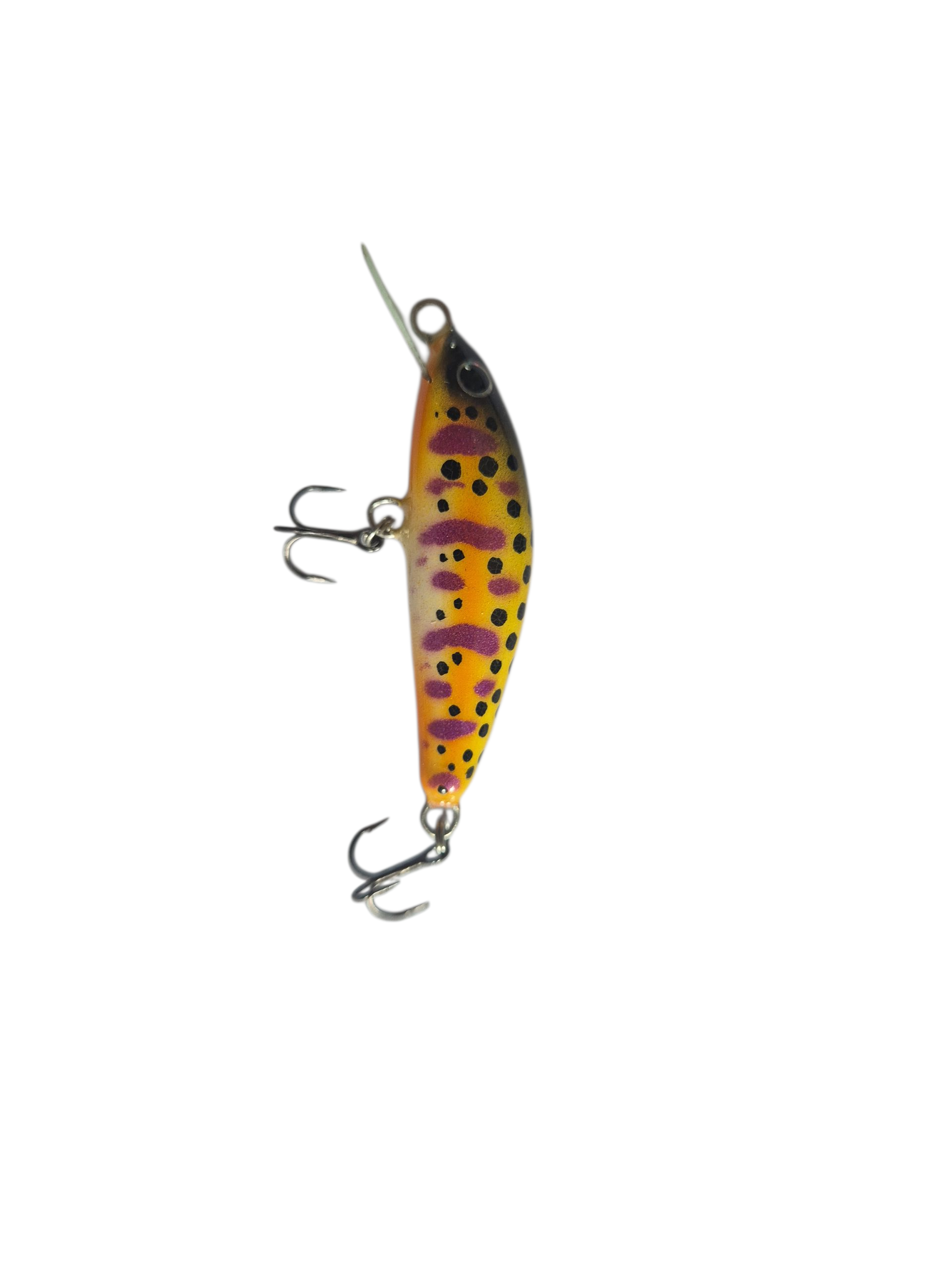 Purple Yellow Trout
